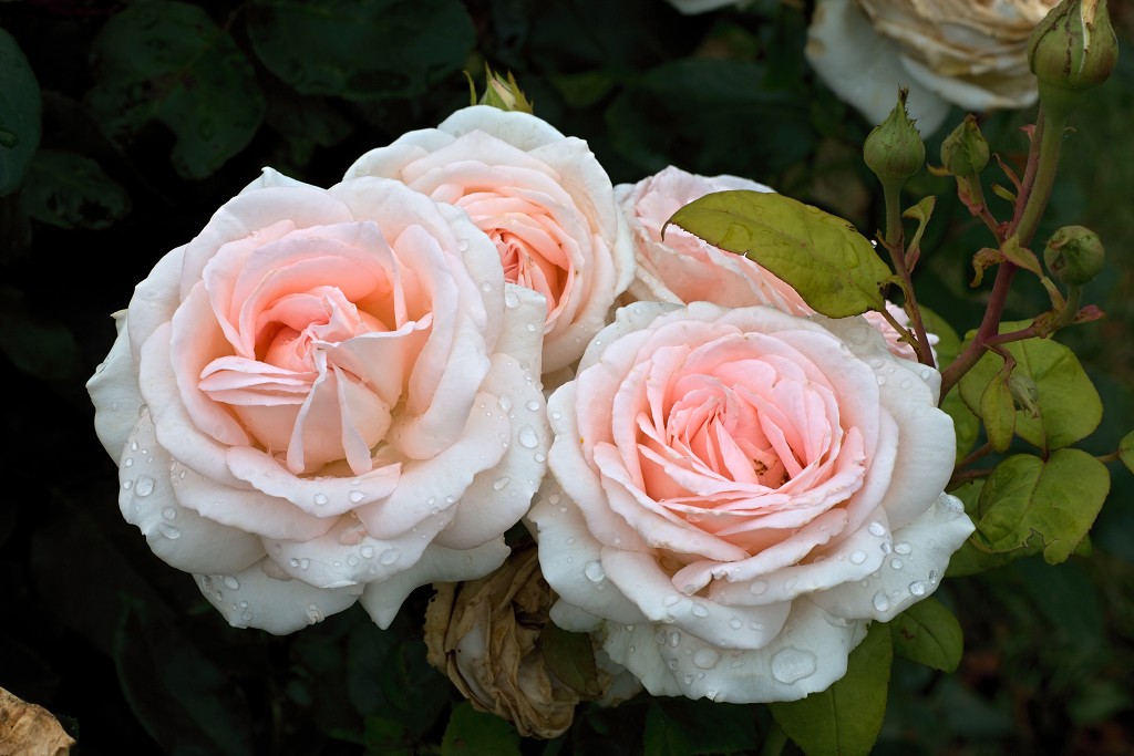rozen roos rosa hdr natuur bloem bloemen cultivars cultivar rosaceae tuin rozentuin valentijn liefde